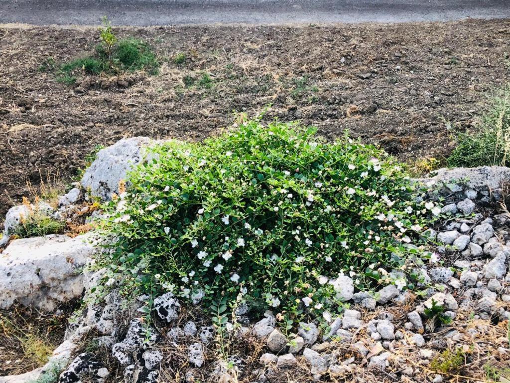 B&B Tenuta La Puntara Καλτανισέττα Εξωτερικό φωτογραφία