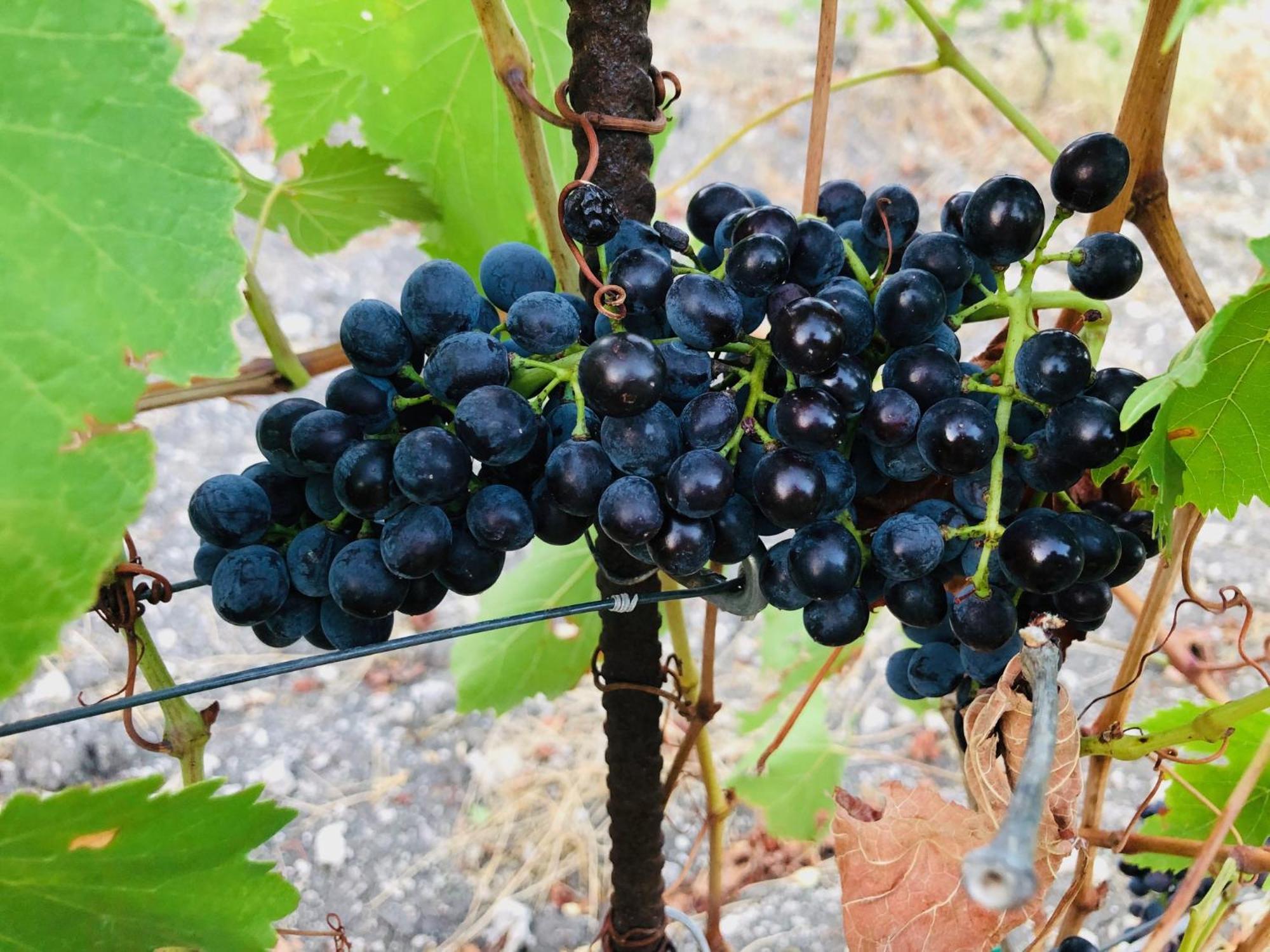 B&B Tenuta La Puntara Καλτανισέττα Εξωτερικό φωτογραφία