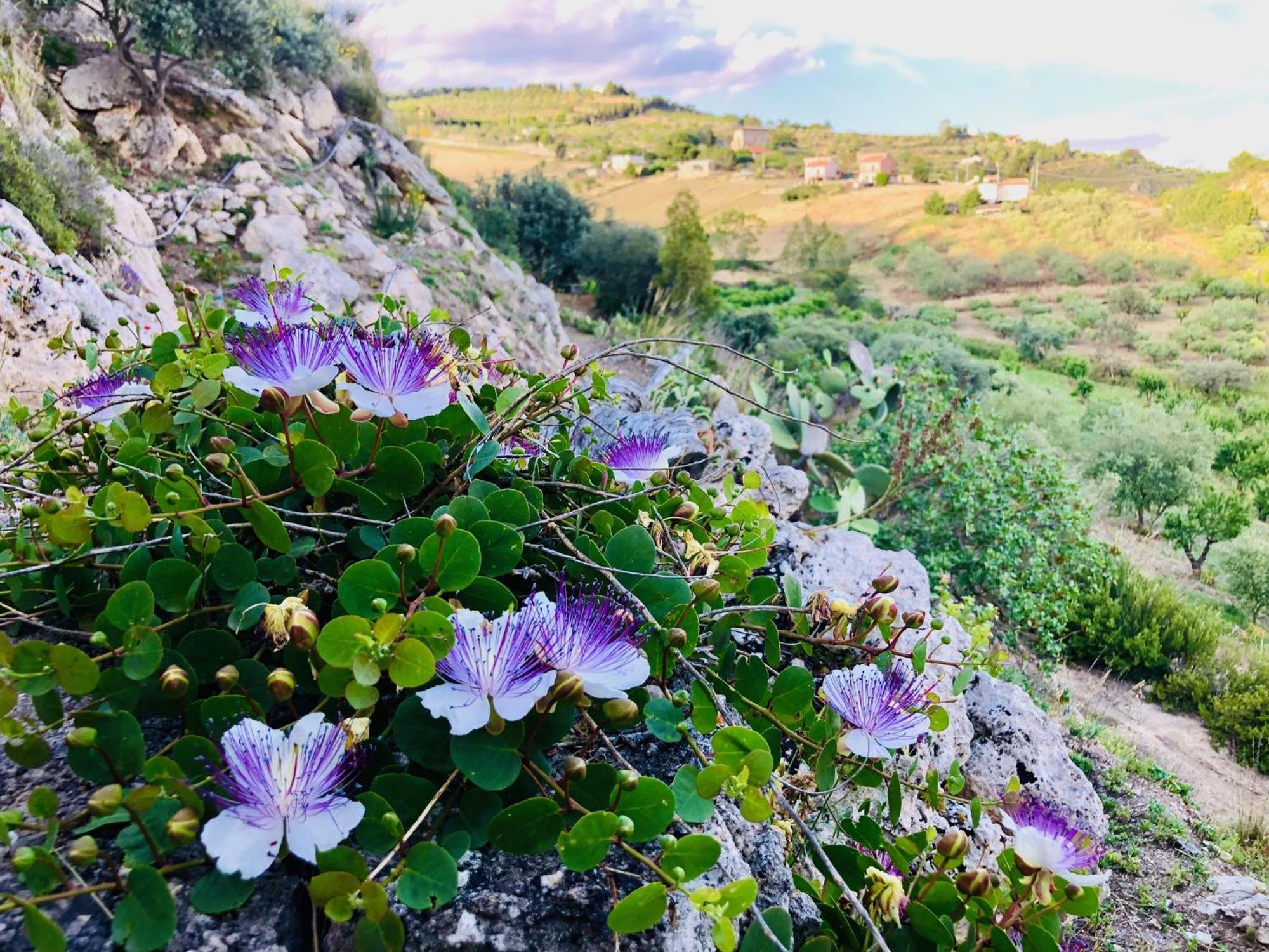 B&B Tenuta La Puntara Καλτανισέττα Εξωτερικό φωτογραφία