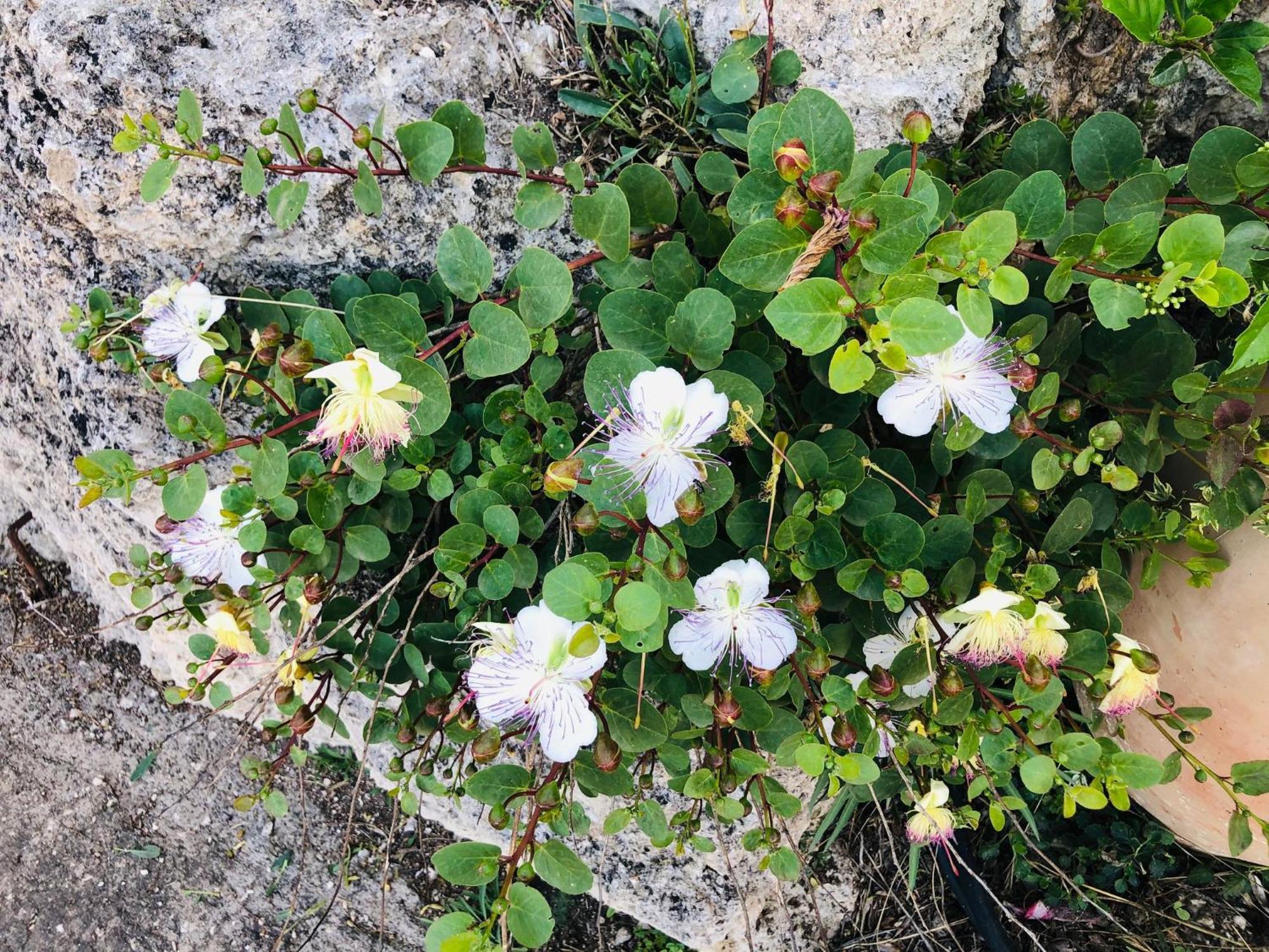B&B Tenuta La Puntara Καλτανισέττα Εξωτερικό φωτογραφία